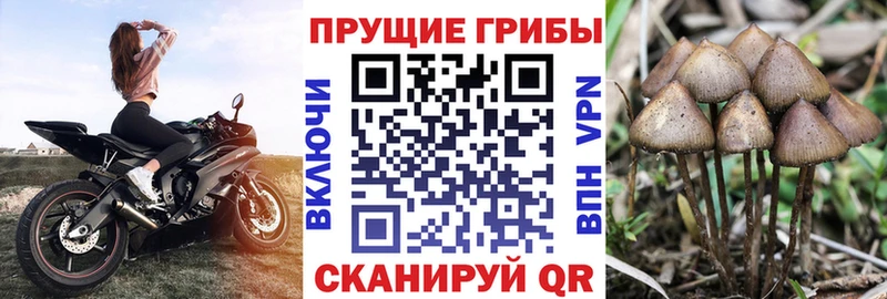 Купить закладки  Новодвинск  Галлюциногенные грибы Psilocybe 
